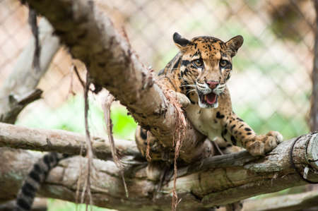Clouded Leopard on Tree Branch