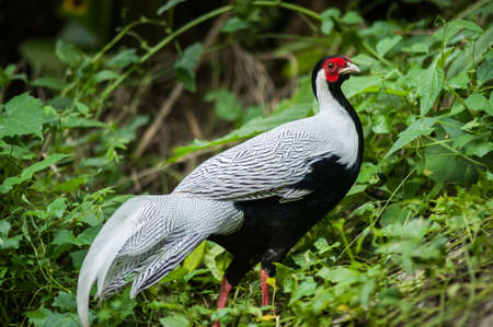 beautiful male Silver Pheasant (Lophura nycthemera) inThai forestの写真素材