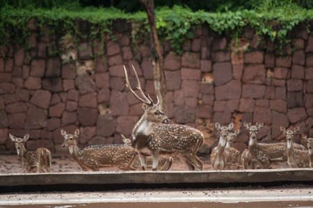 Spotted deer in Korat's zoo, Thailandの写真素材