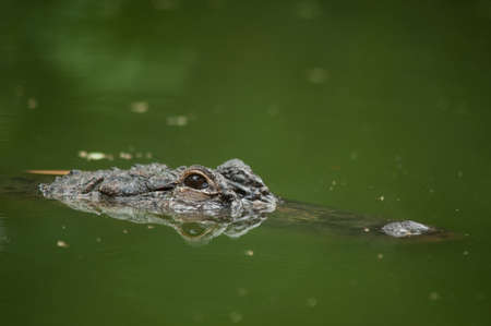 Head of a crocodile in the waterの写真素材