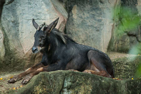 Serow(Capricornis milneedwardsii), the endanger species in Thailandの写真素材