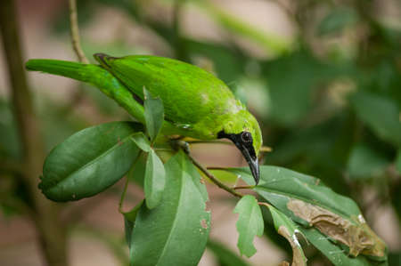 Greater Green Leafbird(Chloropsis cyanopogon)の写真素材