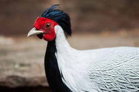 beautiful male Silver Pheasant (Lophura nycthemera) inThai forestの写真素材