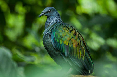 Nicobar Pigeon(Caloenas nicobarica),bird in evergreen forestsの写真素材