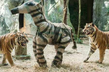 enrichment toy for tiger in zoo