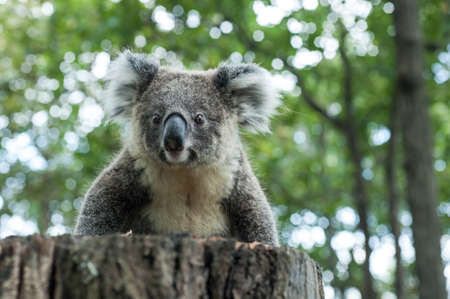 australian koala sit on tree, Sydney, NSW, australia. exotic iconic aussie mammal animal with infant in lush jungle rainforestの写真素材