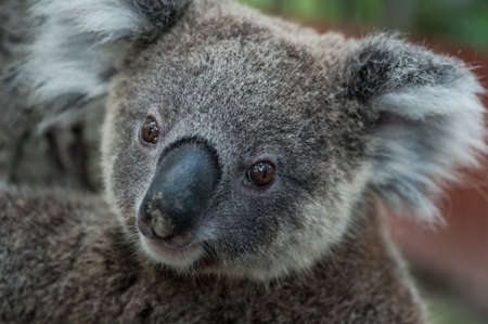 australian koala sit on tree, Sydney, NSW, australia. exotic iconic aussie mammal animal with infant in lush jungle rainforestの写真素材