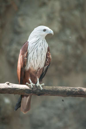 Brahminy Kite (Red-backed Sea Eagle)の写真素材