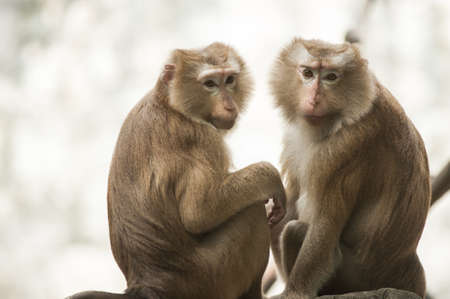 Pig-tailed macaque at Chiangmai zoo in Thailandの写真素材