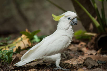 Sulphur-crested Cockatoo, Raised Yellow Crest, Australiaの写真素材