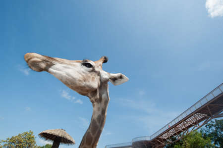 giraffes in the zoo safari park, Thailandの写真素材