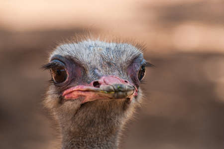 ostrich head portraitの写真素材