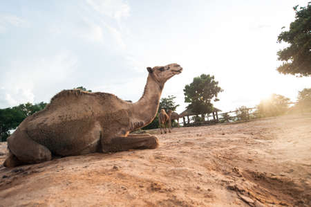 dromedary camel sit on sandの写真素材