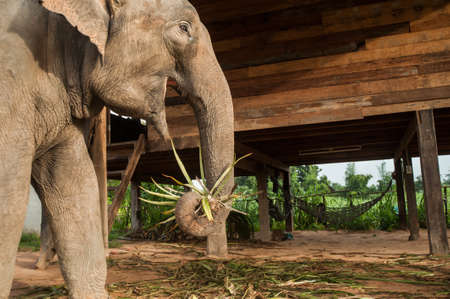 Elephant Village (Study Center) Surin Thailandの写真素材