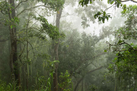 Coniferous forest on a misty autumn morning.