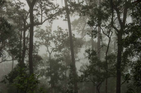 Coniferous forest on a misty autumn morning.の写真素材