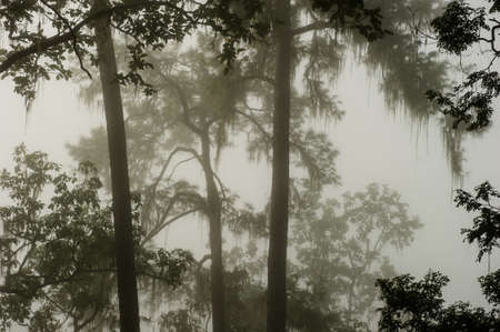 Coniferous forest on a misty autumn morning.の写真素材