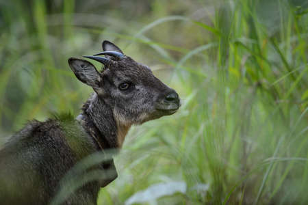 Goral (Naemorhedus griseus)の写真素材