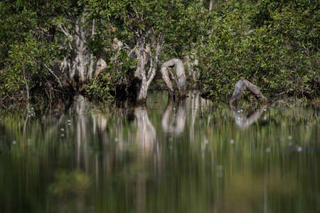 Flooded tree and reflection in forest at morning timeの写真素材