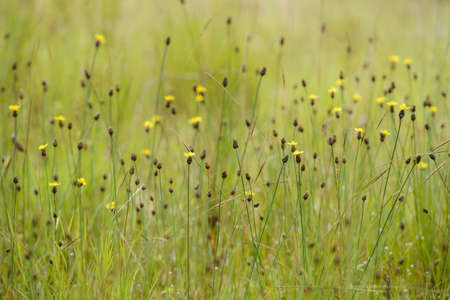 Xyris yellow flowers in Thailandの写真素材