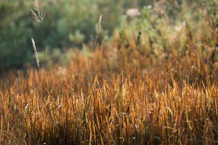 field of grass during sunrise