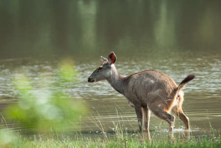 Female Sambar deer(Rusa unicolor ) relax on the ground in nature, Thailandの写真素材