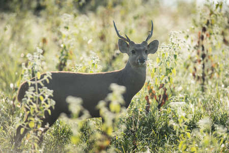 Wild male hog deer in the forest of Phukheo Sunctuary, Thailandの写真素材