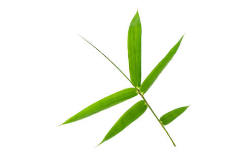 (Bambusa beecheyana Munro),leaf form and textureの写真素材