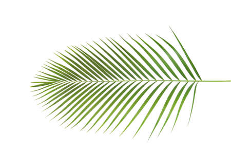 leaf form and textureの写真素材