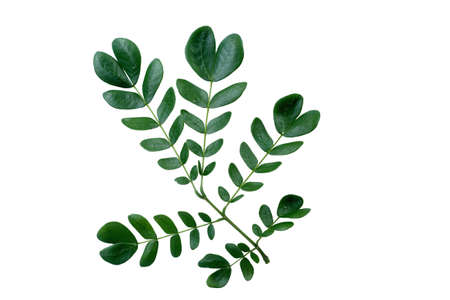 leaf form and textureの写真素材