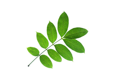 leaf form and textureの写真素材