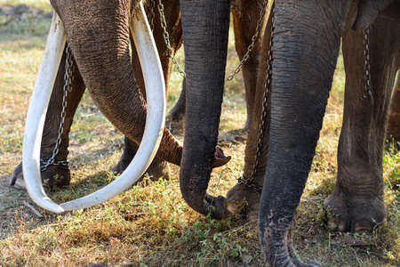 Close up of an Asian elephants tusks in Surin, Thailandの写真素材