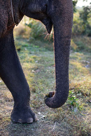 Elephants trunk close shotの写真素材