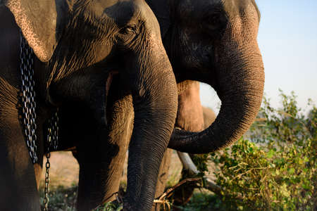 Asian Elephant head close upの写真素材