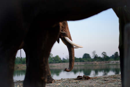 Close up of the head of a male tusker elephantの写真素材