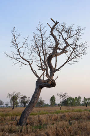Dry tree with rice field are common landscape in rural areas of Thailand.の写真素材