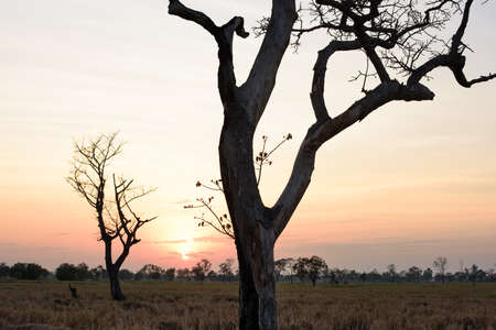 Dry tree shape stand mid the fields at sunset, Thailandの写真素材