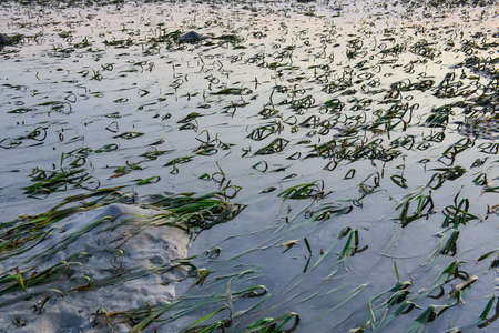 Beautiful landscape of the ocean and beach with green seagrass while low tideの写真素材