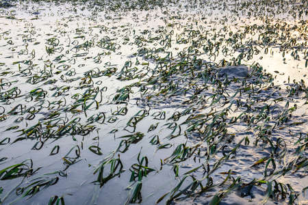 Beautiful landscape of the ocean and beach with green seagrass while low tideの写真素材