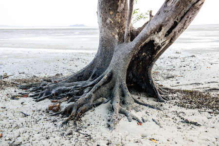 Mangrove tree at sand ocean beach in Thailandの写真素材