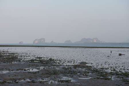 Beautiful landscape of the ocean and beach with green seagrass while low tideの写真素材