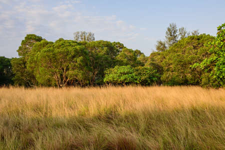 dry grass in the islandの写真素材