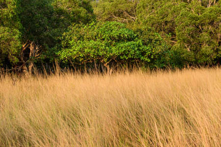 dry grass in the islandの写真素材