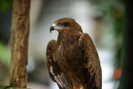 Black kite, Birds of Thailandの写真素材