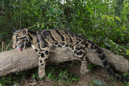 Clouded Leopard (Neofelis Nebulosa), wild cat of Thailandの写真素材