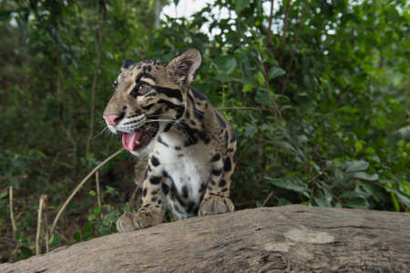 Clouded Leopard (Neofelis Nebulosa), wild cat of Thailandの写真素材