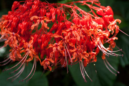 Tropical jungle floral pattern with beautiful red flower.