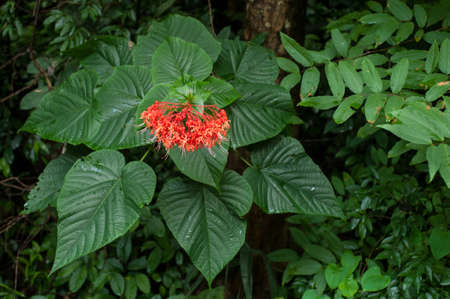 beautiful red flower.