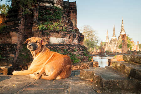 Dog in the old temple, Ayutthaya, Thailandの写真素材