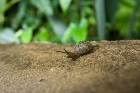 Snail crawling on road in green tropical forestの写真素材